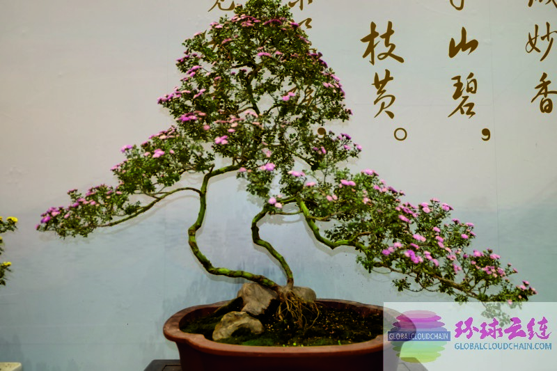 DSCF7713.jpg